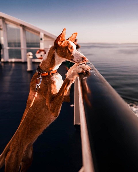 A dog looks over the railing of a Viking Line ferry